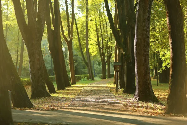 Шлях Осінній Парк Осінній Пейзаж Жовтий Парк Осінніх Деревах Листі — стокове фото
