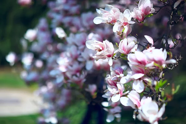 玉兰春天庭院 美丽的花 春天背景粉红色的花 — 图库照片