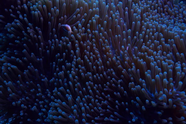 サンゴ礁のマクロ テクスチャー サンゴ礁の抽象的な海洋生態系の背景 — ストック写真