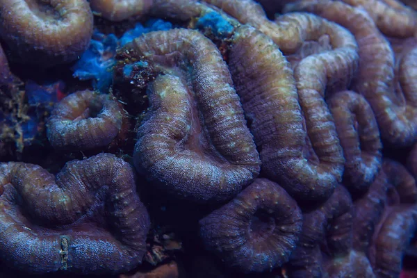 Ecossistema Marinho Vista Subaquática Oceano Azul Natureza Selvagem Mar Fundo — Fotografia de Stock