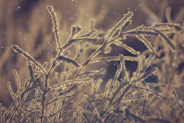 Winterlandschap Het Bos Sneeuwweer Januari Prachtig Landschap Het Besneeuwde Bos — Stockfoto