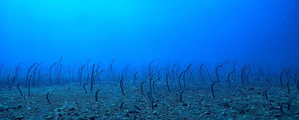 Sea Eels Underwater Garden Eels Sea Snakes Wild Animals Ocean — Stock Photo, Image