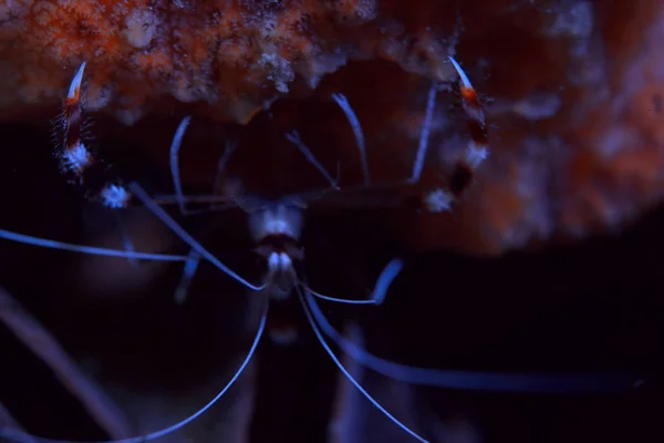 Mořský Ekosystém Podmořský Výhled Modrý Oceán Volně Žijící Příroda Moři — Stock fotografie