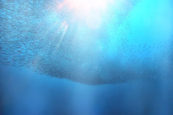 Zonnestralen Scuba Reef Blue Sea Abstracte Achtergrond Zonnige Dag Stralen — Stockfoto