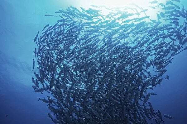 Many Caranx Underwater Large Fish Flock Underwater World Ocean Ecological — Stock Photo, Image