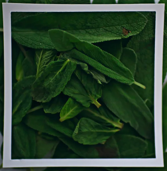 Green Leaves Frame Abstract Background Unusual Green Background Nature Concept — Stock Photo, Image