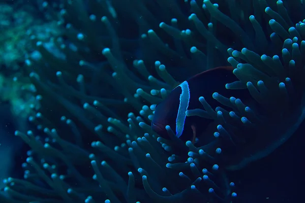 Clown Poisson Corail Récif Macro Scène Sous Marine Vue Des — Photo