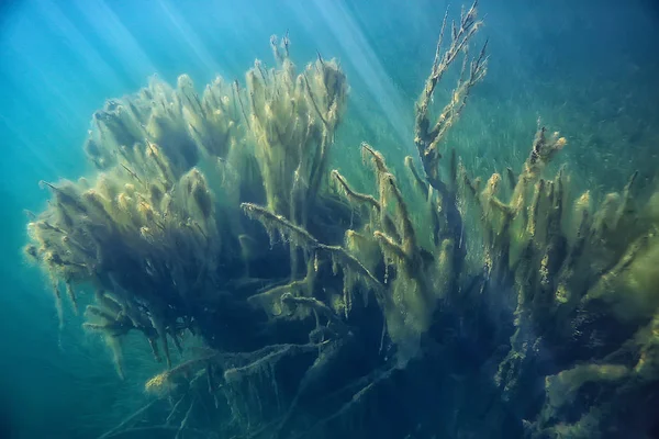 Doğa Göl Manzara Mavi Çevre Sualtı Şeffaf — Stok fotoğraf
