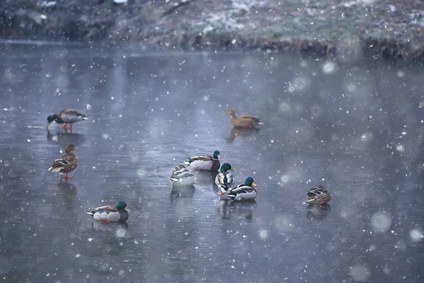 Зимівлі Птахів Птахів Зграї Зимове Озеро Дикі Птахи Зимовому Озері — стокове фото
