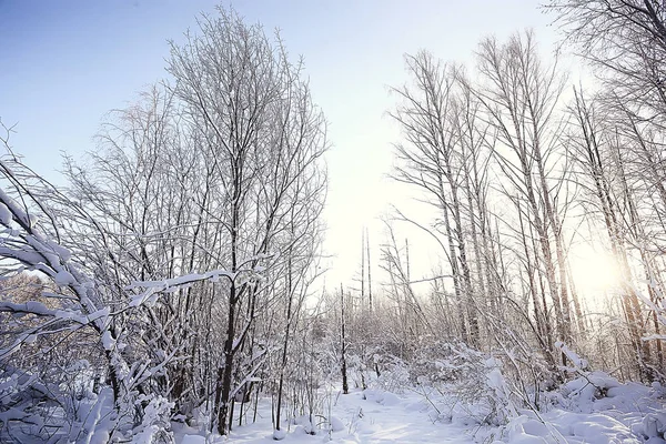 Abstrait Arrière Plan Paysage Hiver Forêt Arbres Gelés Branches Temps — Photo