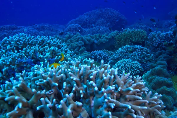 Undersøiske Svamp Marine Liv Koralrev Undersøiske Scene Abstrakt Ocean Landskab - Stock-foto