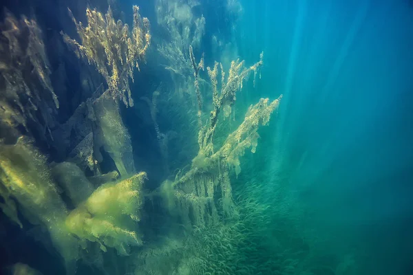 Pantano Paisaje Submarino Árboles Abstractos Hundidos Algas Aguas Cristalinas Ecología — Foto de Stock