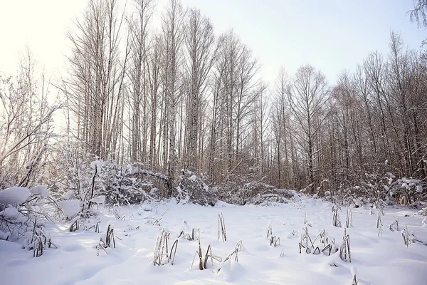 winter landscape in the forest / snowy weather in January, beautiful landscape in the snowy forest, a trip to the north