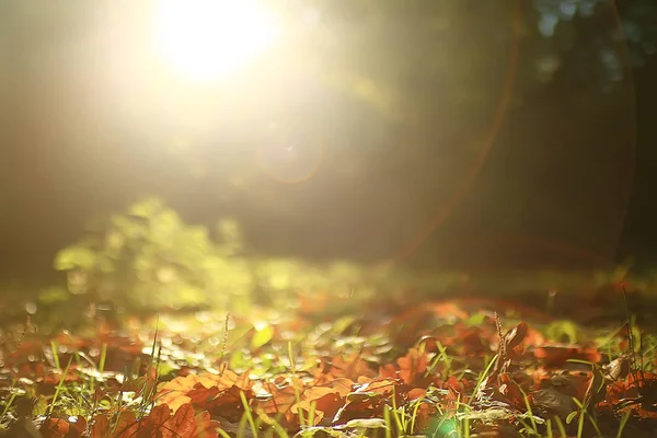Jesienny Krajobraz Tła Żółtymi Liśćmi Słoneczny Jesienny Dzień Promienie Słoneczne — Zdjęcie stockowe