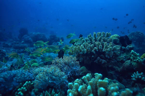 Korallzátony Víz Alatti Lagúna Korallok Víz Alatti Táj Snorkeling Utazás — Stock Fotó