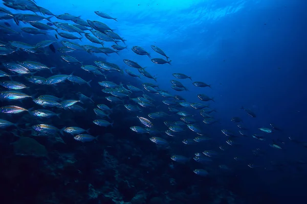 Kranasem Zárubeň Pod Vodou Mořským Ekosystémem Velká Škola Ryb Modrém — Stock fotografie