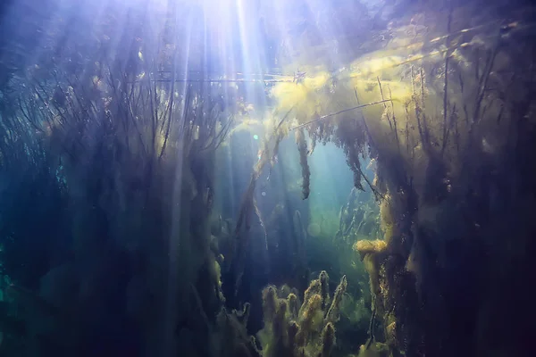 太陽光線川水中風景 抽象的な水中景観植物新鮮な生態系 — ストック写真