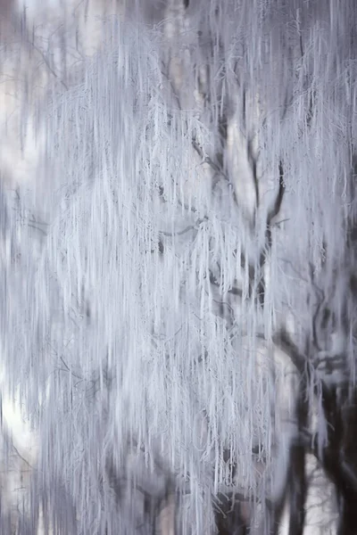 Forêt Abstraite Floue Lignes Verticales Hiver Fond Forestier Hiver Paysage — Photo