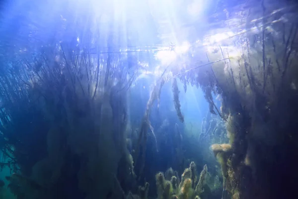 太陽光線川水中風景 抽象的な水中景観植物新鮮な生態系 — ストック写真