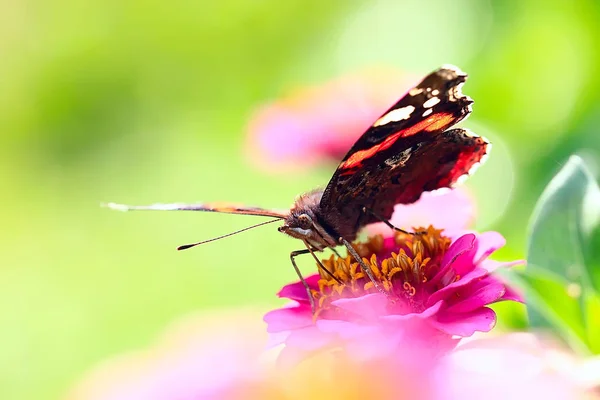 Papillon Sur Une Fleur — Photo