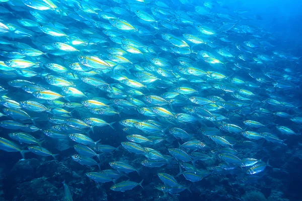 Jamba Scad Bajo Ecosistema Del Agua Mar Una Gran Escuela — Foto de Stock