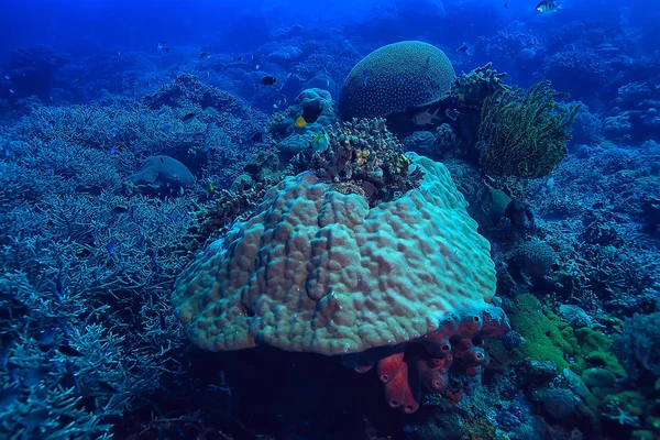 Коралловый Риф Водой Лагуна Кораллами Подводный Пейзаж Плавание Маской — стоковое фото