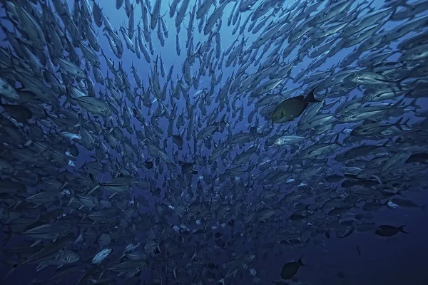 多くの Caranx 大きな魚の群れ 水中世界 海洋生態系 — ストック写真