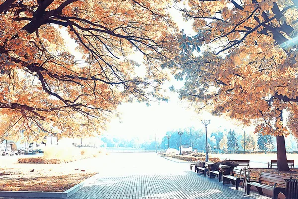 Осенний Пейзаж Желтыми Листьями Солнечный Осенний День Солнечные Лучи Закате — стоковое фото