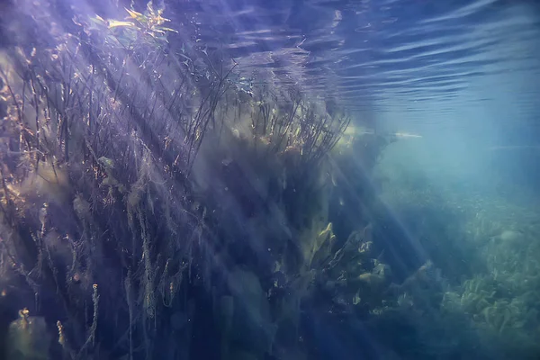 Pantano Paisaje Submarino Árboles Abstractos Hundidos Algas Aguas Cristalinas Ecología — Foto de Stock