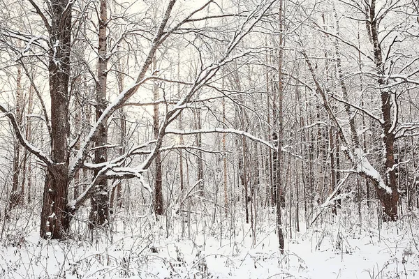 ロシアの村 冬の風景 ロシアの森 州の雪に覆われた木々の冬 — ストック写真