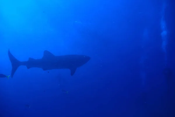 鲸鲨场景景观 抽象水下大海鱼 — 图库照片