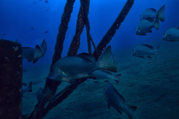 Sualtı Sahnesi Mercan Resifi Dünya Okyanus Yaban Hayatı Manzara — Stok fotoğraf