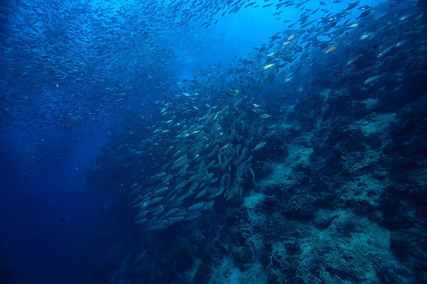 косяк под водой / морской экосистемой, большая рыба на синем фоне, живая абстрактная рыба
