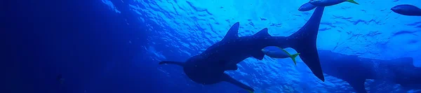 Φάλαινας Καρχαρία Σκηνή Τοπίο Αφηρημένο Υποβρύχιο Μεγάλο Ψάρι Της Θάλασσας — Φωτογραφία Αρχείου