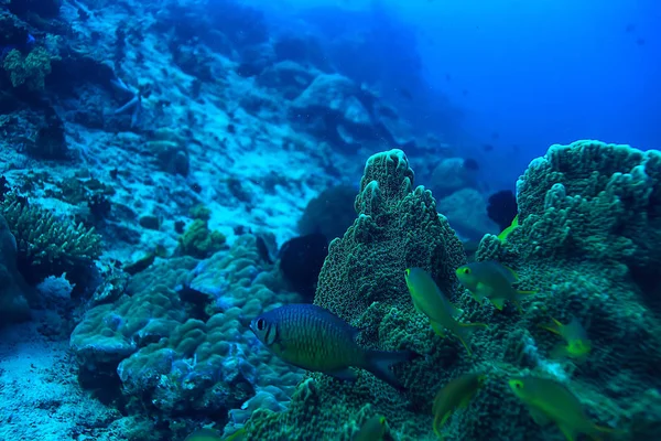 Koraal Rif Onderwater Lagune Met Koralen Onderwater Landschap Snorkel Trip — Stockfoto