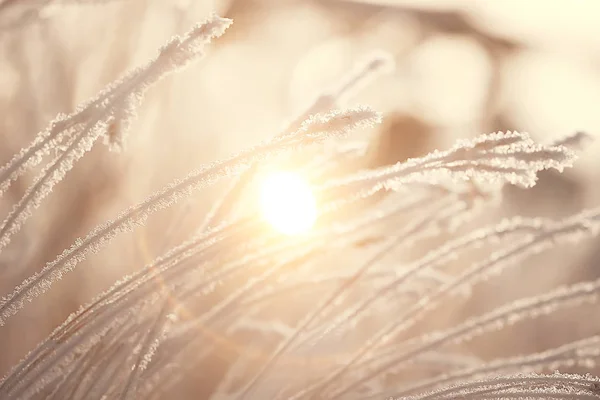 日落在冬天森林或2月日落在公园 雪森林和太阳 冬天休息 — 图库照片