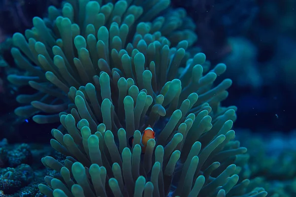 Pod Wodą Oceanu Krajobraz Podwodny Świat Scena Niebieski Idyll Natura — Zdjęcie stockowe