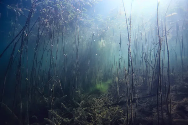 underwater green landscape / nature underwater eco ecology lake, wild diving