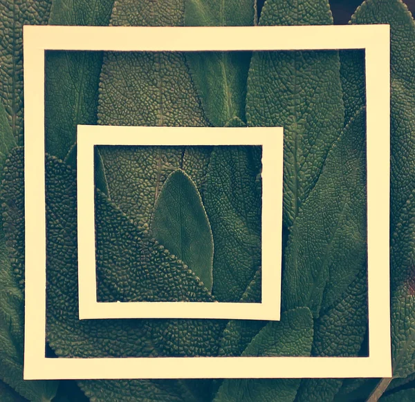 Зелене Листя Рамка Абстрактний Фон Незвичайний Зелений Фон Концепція Природи — стокове фото