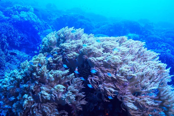 Podmořská Scéna Korálový Útes Krajina Divoká Světovém Oceánu — Stock fotografie