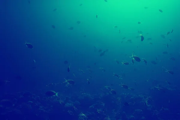 Кораловий Риф Старовинне Тонування Незвичайний Пейзаж Підводне Життя Океанічна Природа — стокове фото