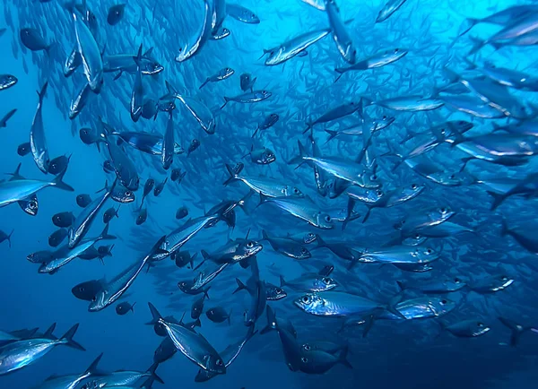 Mundo Submarino Mar Azul Desierto Océano Mundial Increíble Bajo Agua — Foto de Stock