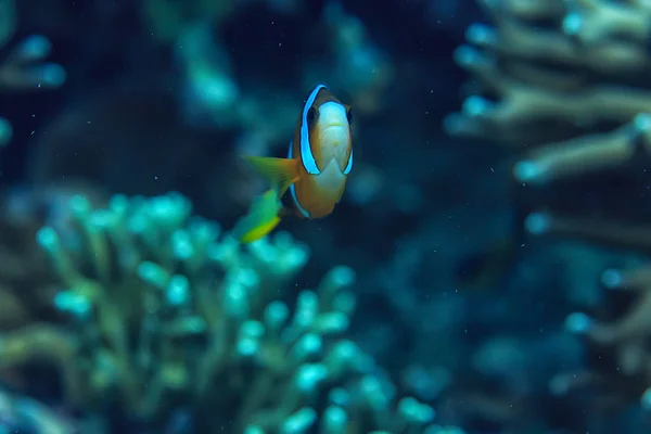 Clownfische Korallenriff Makro Unterwasserszene Blick Auf Korallenfische Unterwassertauchen — Stockfoto