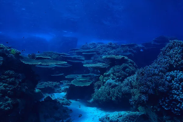 Coral Reef Underwater Sea Coral Lagoon Ocean Ecosystem — Stock Photo, Image