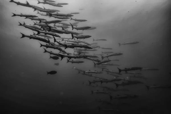 黒白魚グループ 水中自然ポスターデザイン — ストック写真