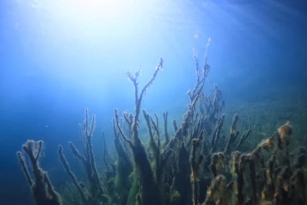 Mangroves Sualtı Peyzaj Arka Plan Soyut Çalılar Ağaçlar Şeffaf Doğa — Stok fotoğraf