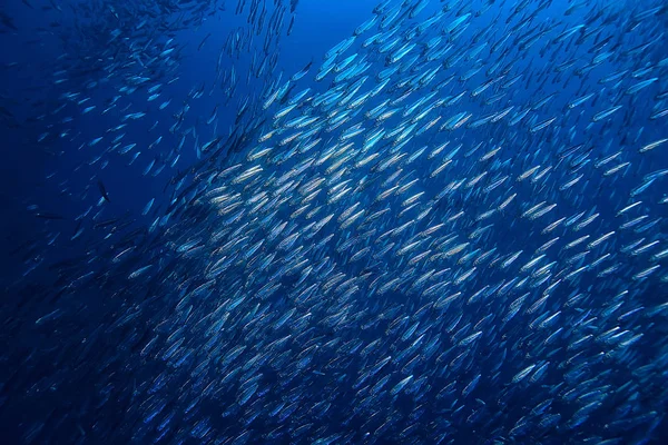 Косяк Водой Морской Экосистемой Большая Рыба Синем Фоне Живая Абстрактная — стоковое фото