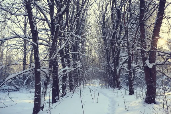 Winterlandschap Het Bos Sneeuwweer Januari Prachtig Landschap Het Besneeuwde Bos — Stockfoto