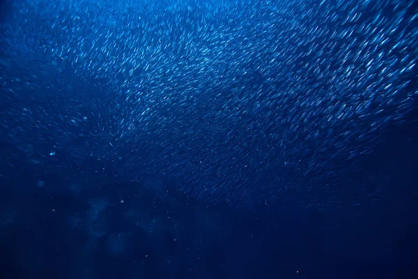 海生态系统下的稻草人 蓝色背景上的大型鱼群 抽象的鱼活着 — 图库照片