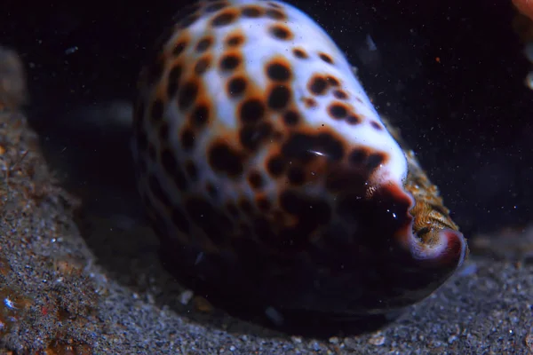 Récif Corallien Lagon Corallien Sous Marin Marin Écosystème Océanique — Photo